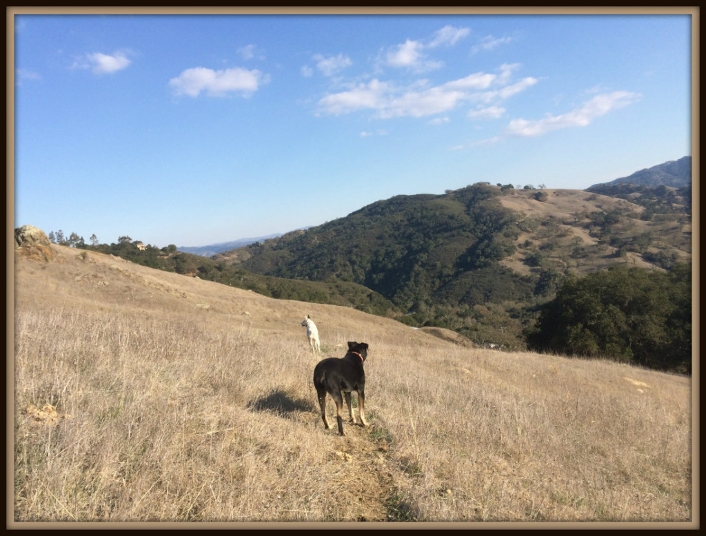 FRAME Dogs in California Coastal Range